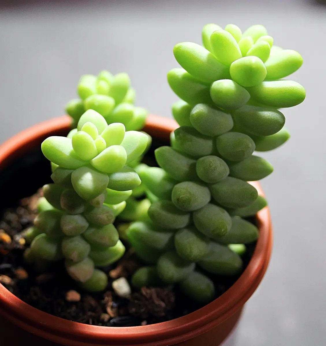 新玉つづり(ビアホップ)SEDUMBURITTO「多肉植物」のアルバム-みんなの