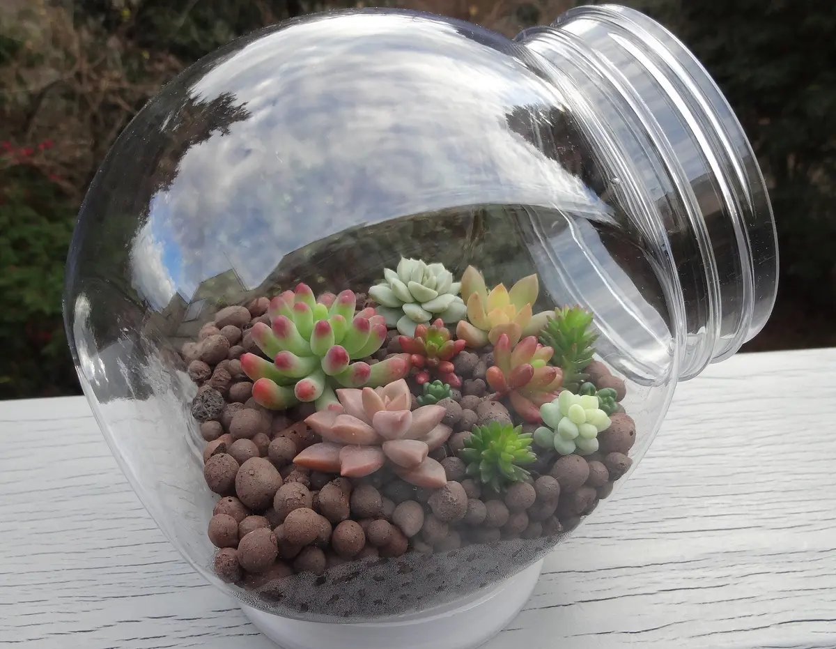 100均で手ごろな容器を見つけたので作っ「多肉植物の寄せ植え」の