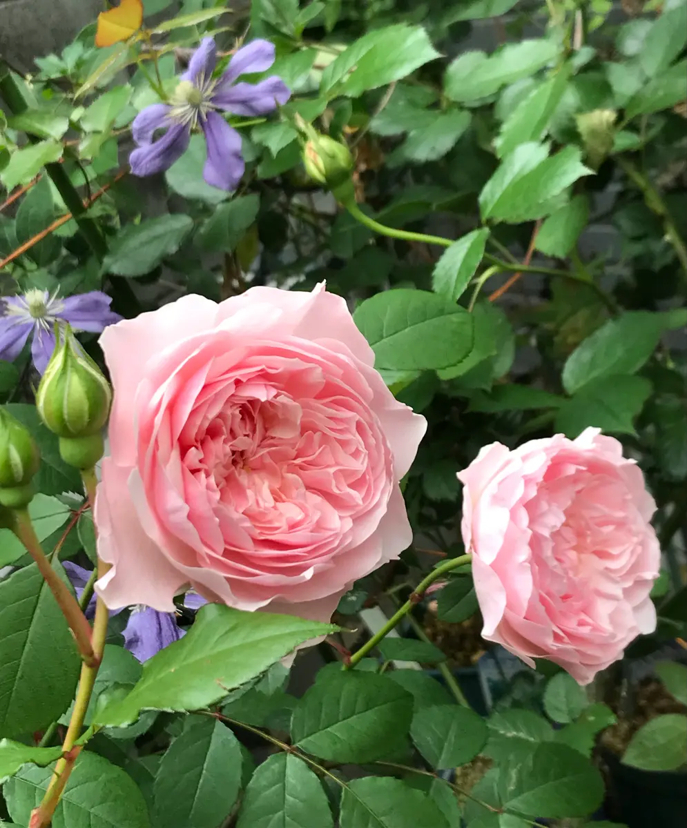 Arabella and Rose（タグあり） Arabella and rose ドレス タグ有り