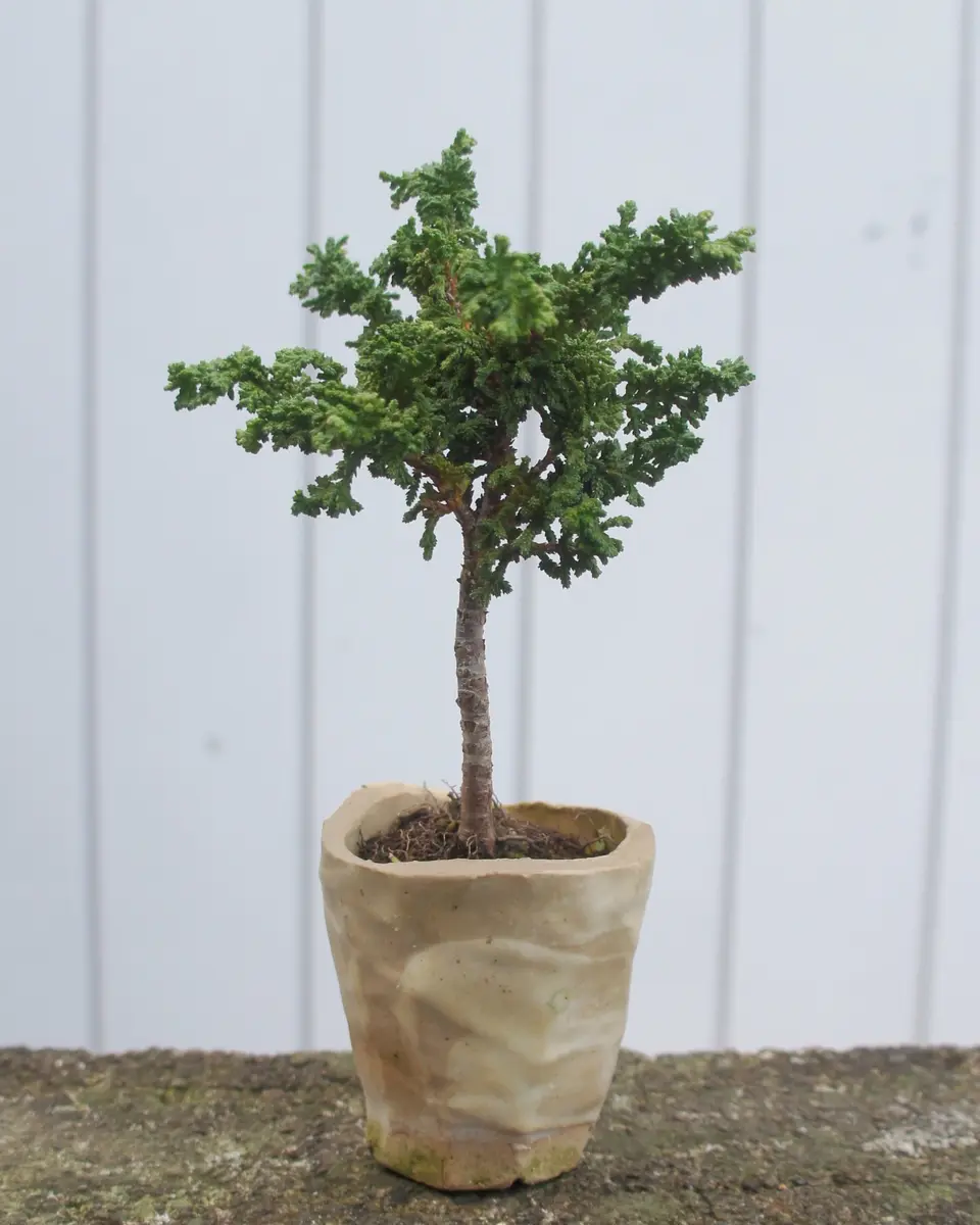 2019/10/15帯化ヒノキのミニ盆栽「和風寄せ植え」のアルバム-みんなの