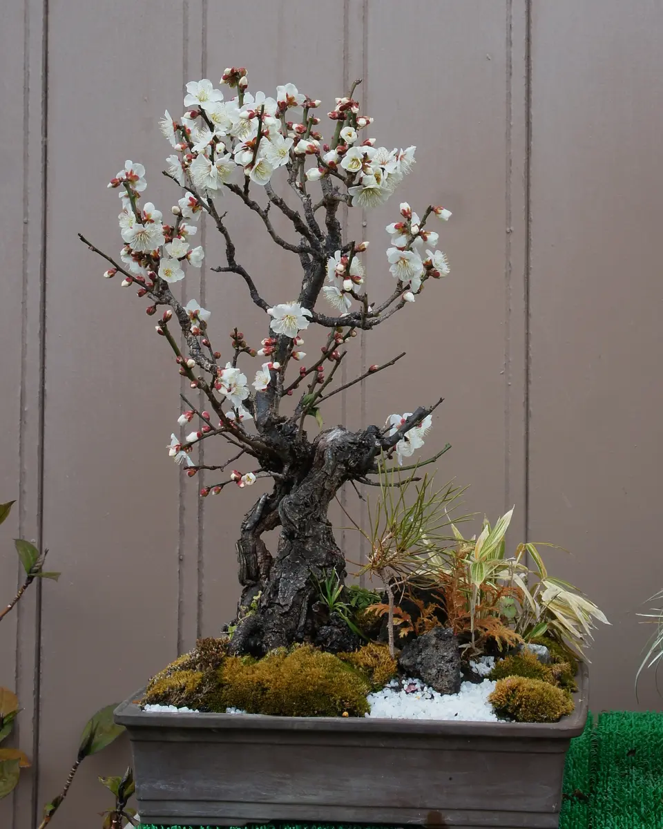 梅の盆栽　寄せ植え 黒松と紅白梅の寄せ植え｜盆栽妙 – 盆栽妙 本店