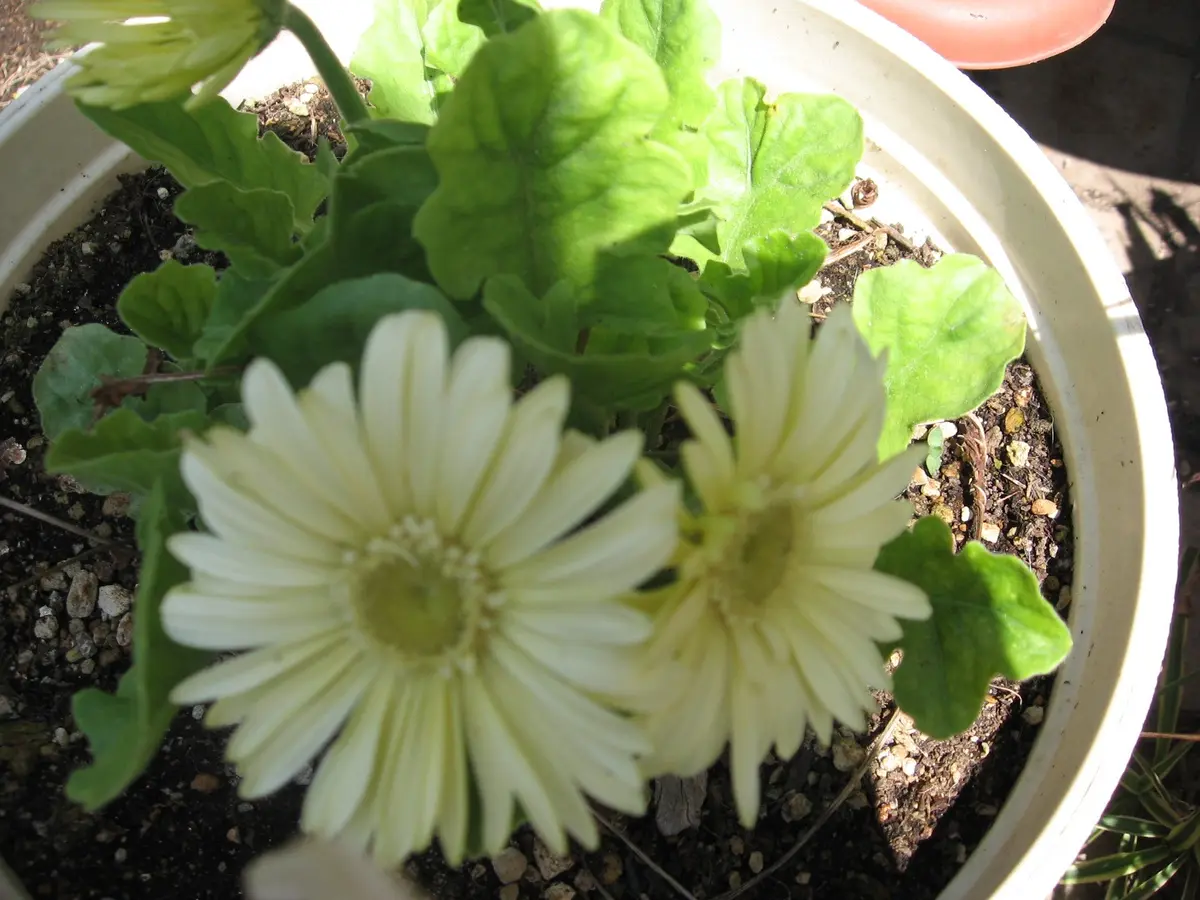 クリーム色のガーベラが咲き始めました「mygardenの花だより （庭の