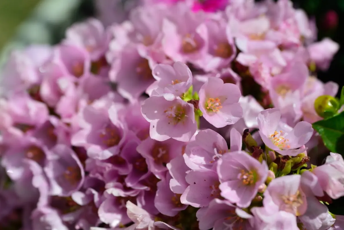 マツバボタンの写真-みんなの趣味の園芸422783