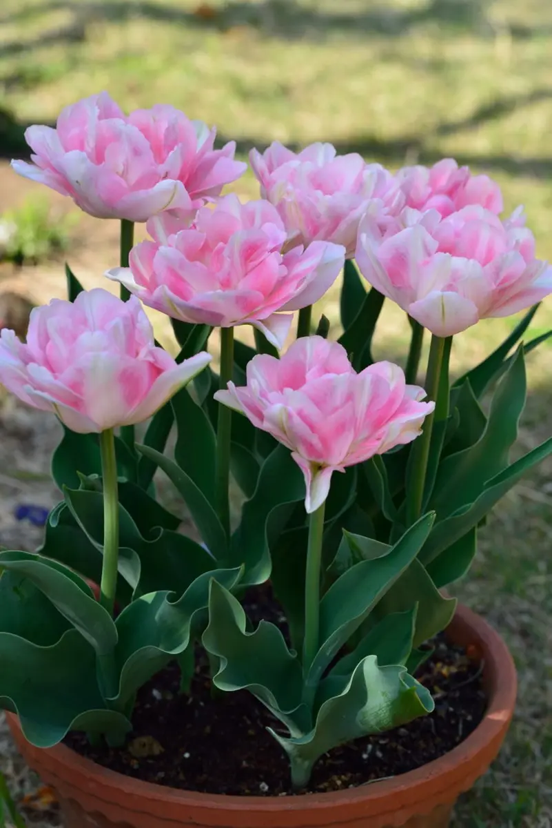チューリップ鉢植えのフォックストロット「2017年チューリップ」の