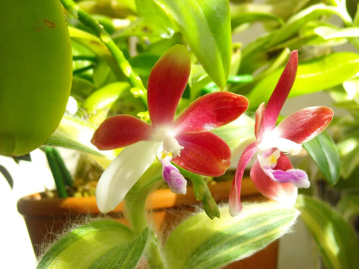 img_cache_a_17383_2_1484132627