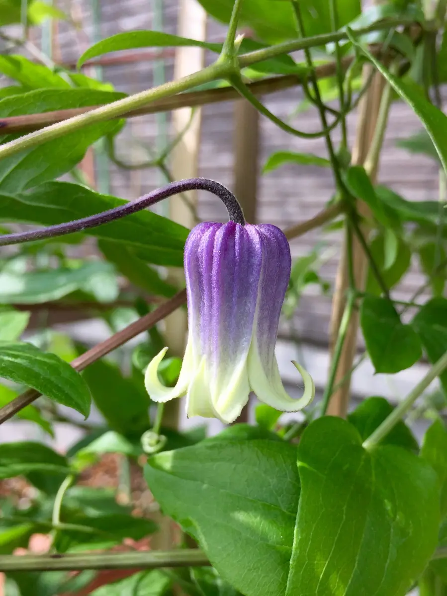 クレマチス（四季咲き）の写真-みんなの趣味の園芸430776