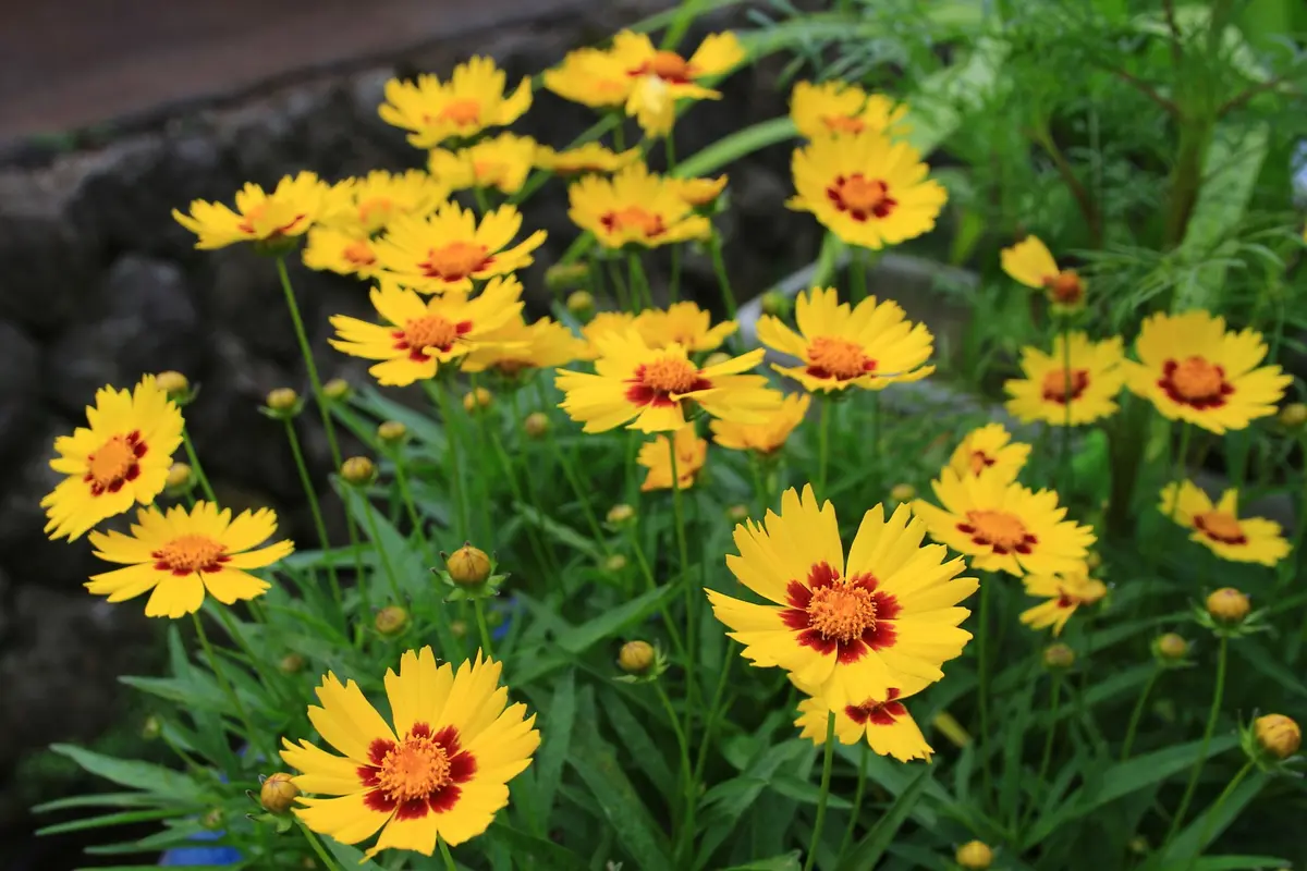 コレオプシスの写真-みんなの趣味の園芸464846