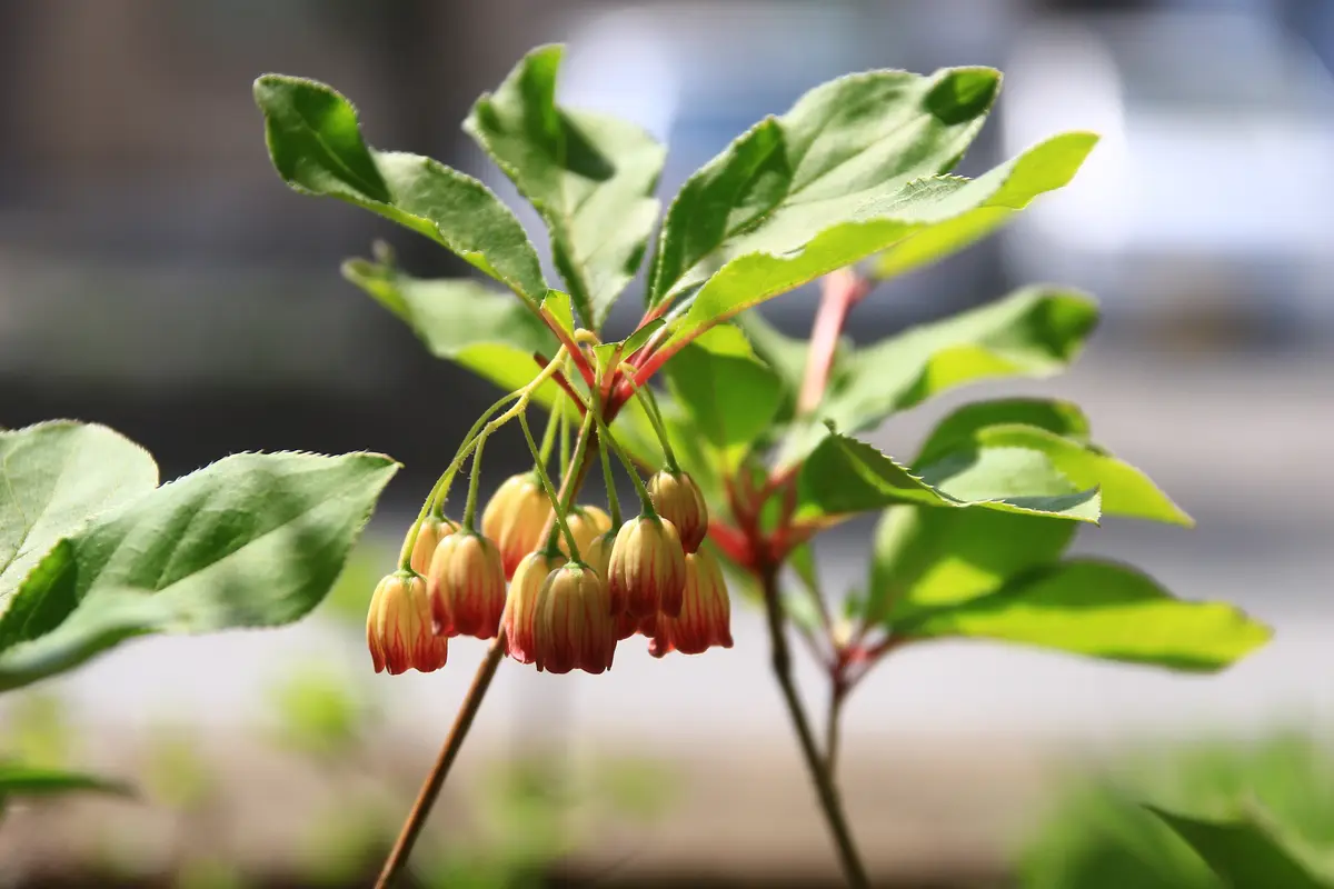 サラサドウダンツツジの花が咲いてきま「うちの草花・盆栽・山野草