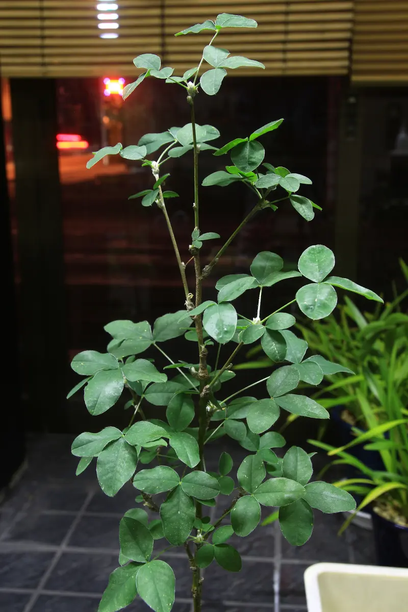 こちらはキングサリの若木です。 ”今「うちの草花・盆栽・山野草