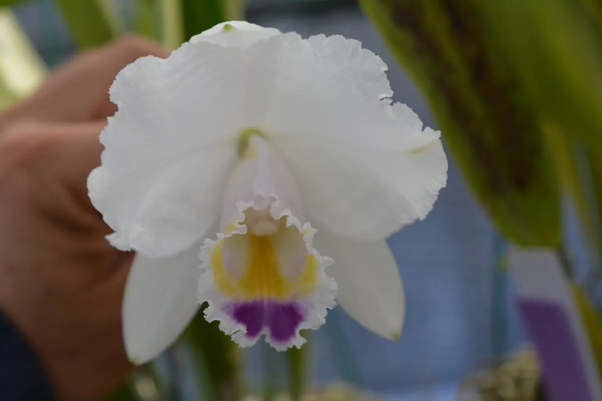 C.quadricolorfma.coerulea`TsujiNo1「我が家のカトレヤ」の