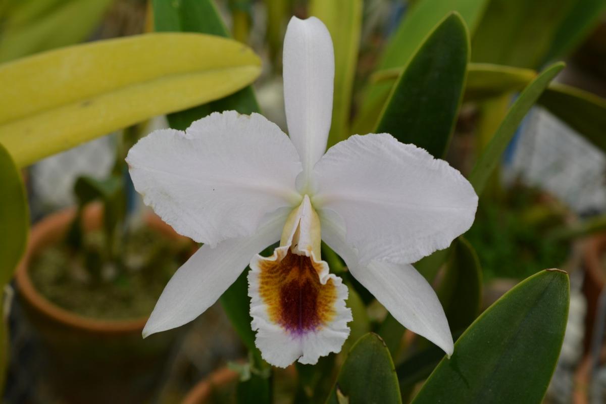 C.percivalianafma.coerulea`RosaMar我が家のカトレヤ｜アルバム
