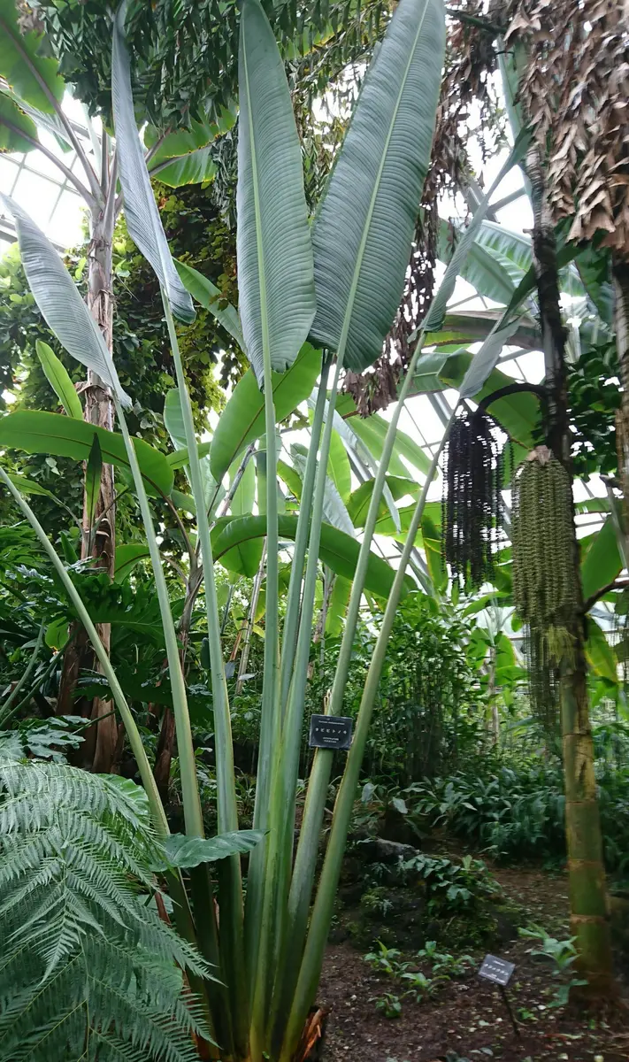 タビビトノキNo 01