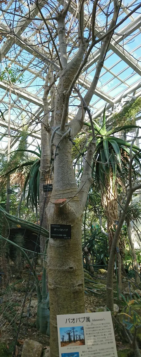 ザーバオバブ星の王子様のバオバブと「京都府立植物園」のアルバム