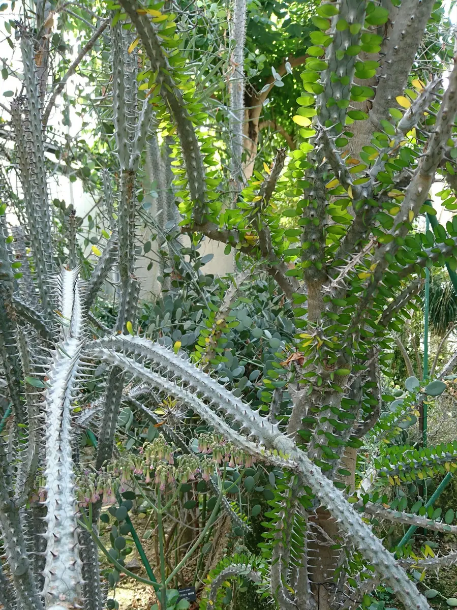 アルアウディアとユーフォルビアが入り乱れ「京都府立植物園」の