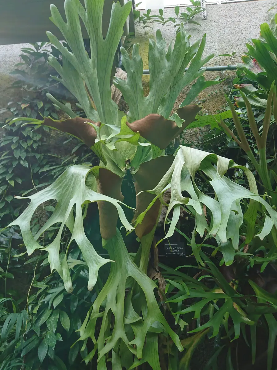 ビカクシダ ホルタミー P. Holttumii 植物 花 コウモリラン