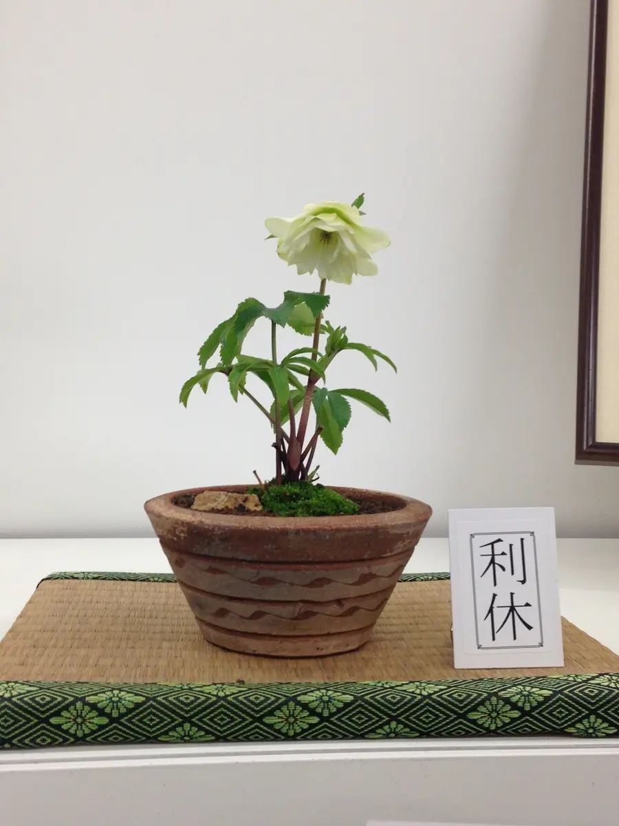 曽田園芸「利休」「第15回クリスマスローズの世界展」のアルバム