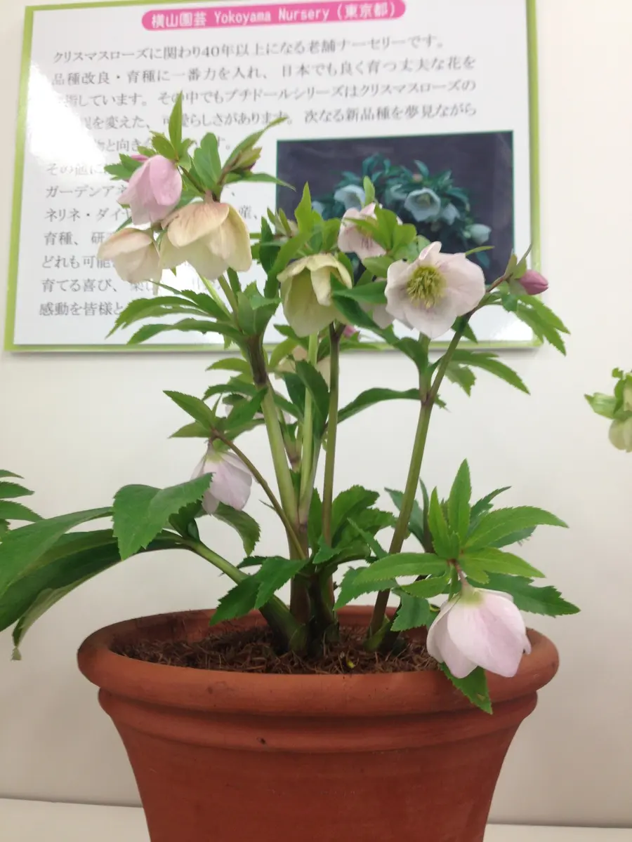 横山園芸「ヨシノ」「第15回クリスマスローズの世界展」の