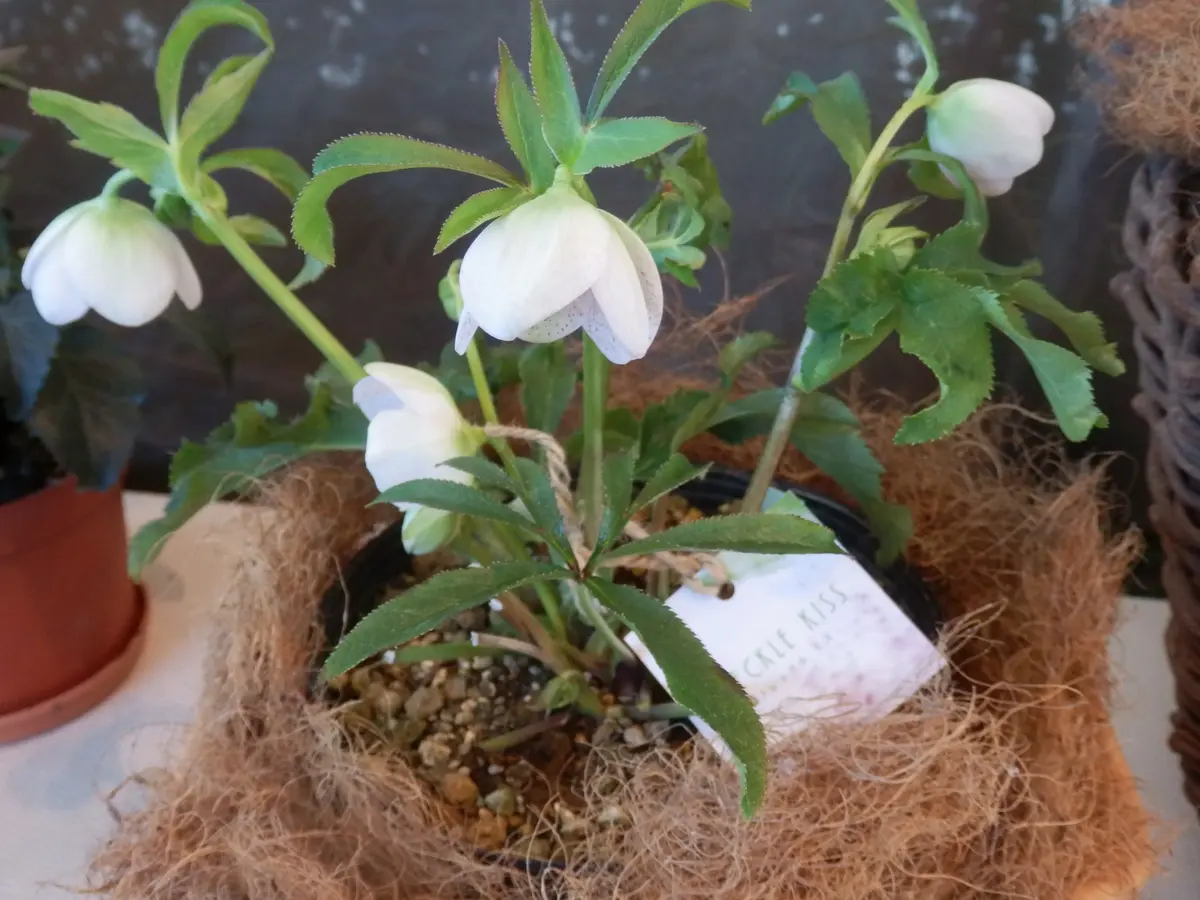 クリスマスローズ 株分け SSフレックルキス no.2 クリスマスローズ