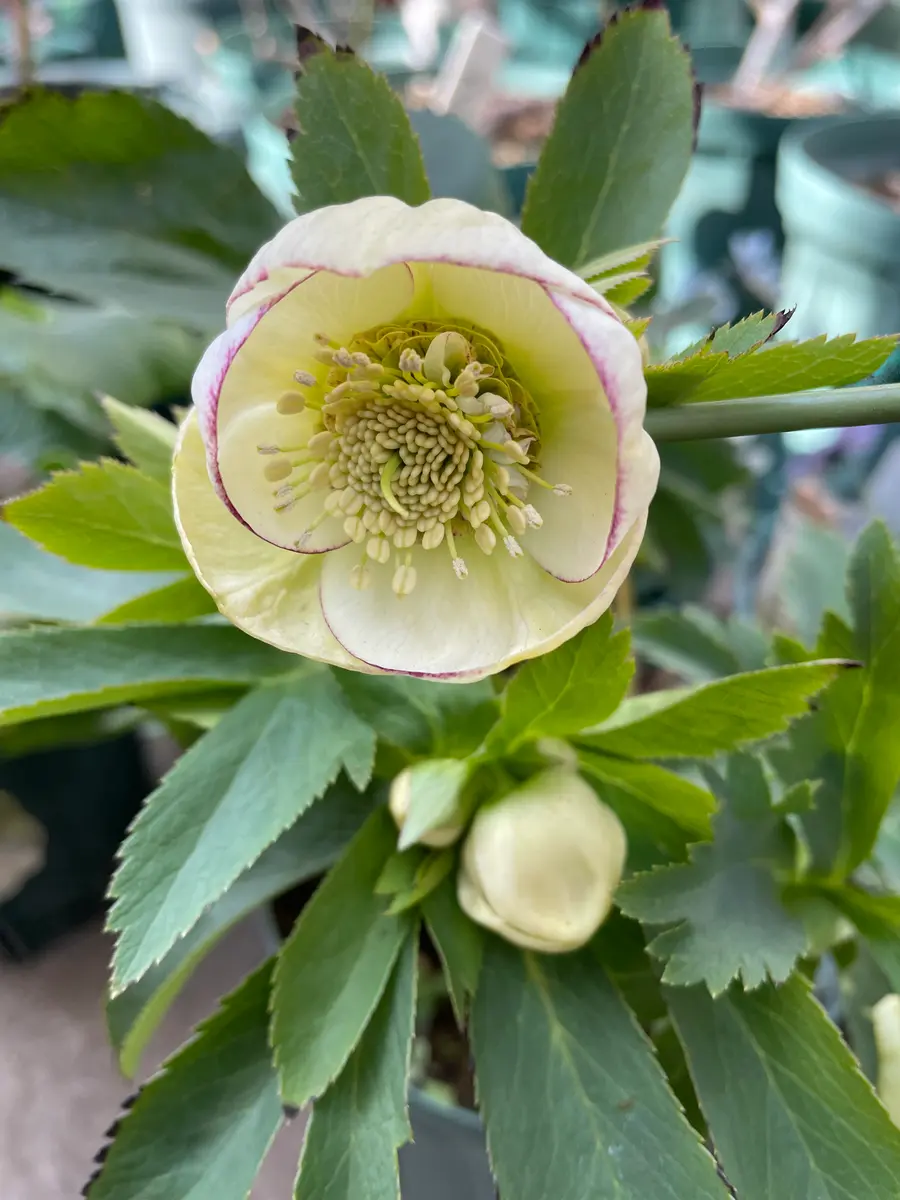 クリスマスローズ 糸ピコダークネクタリー 株分け前提 2026年2月6日