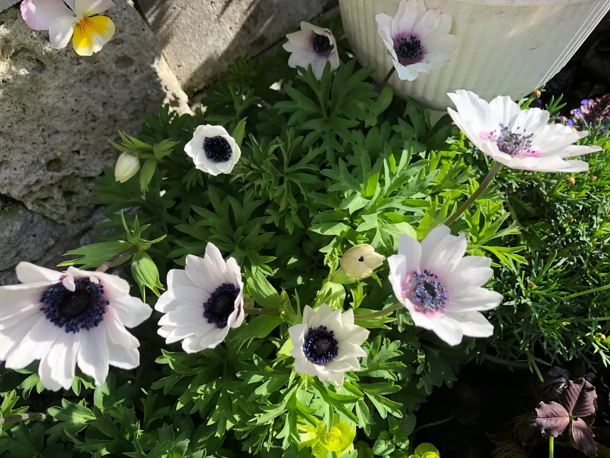 アネモネパブニナ No3 アネモネ パブニナの白。「2017よりの アネモネパブニナ