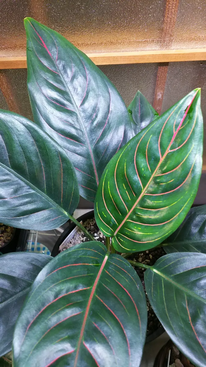 アグラオネマ ロタンダム 斑入り