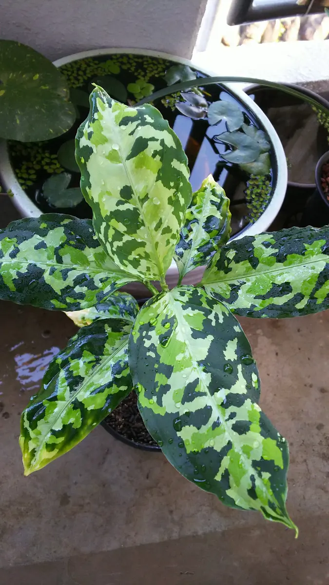 通販でクリスマス ピクタム＇ニルヴァーシュ＇「アグラオネマ」のアルバム その他観葉植物