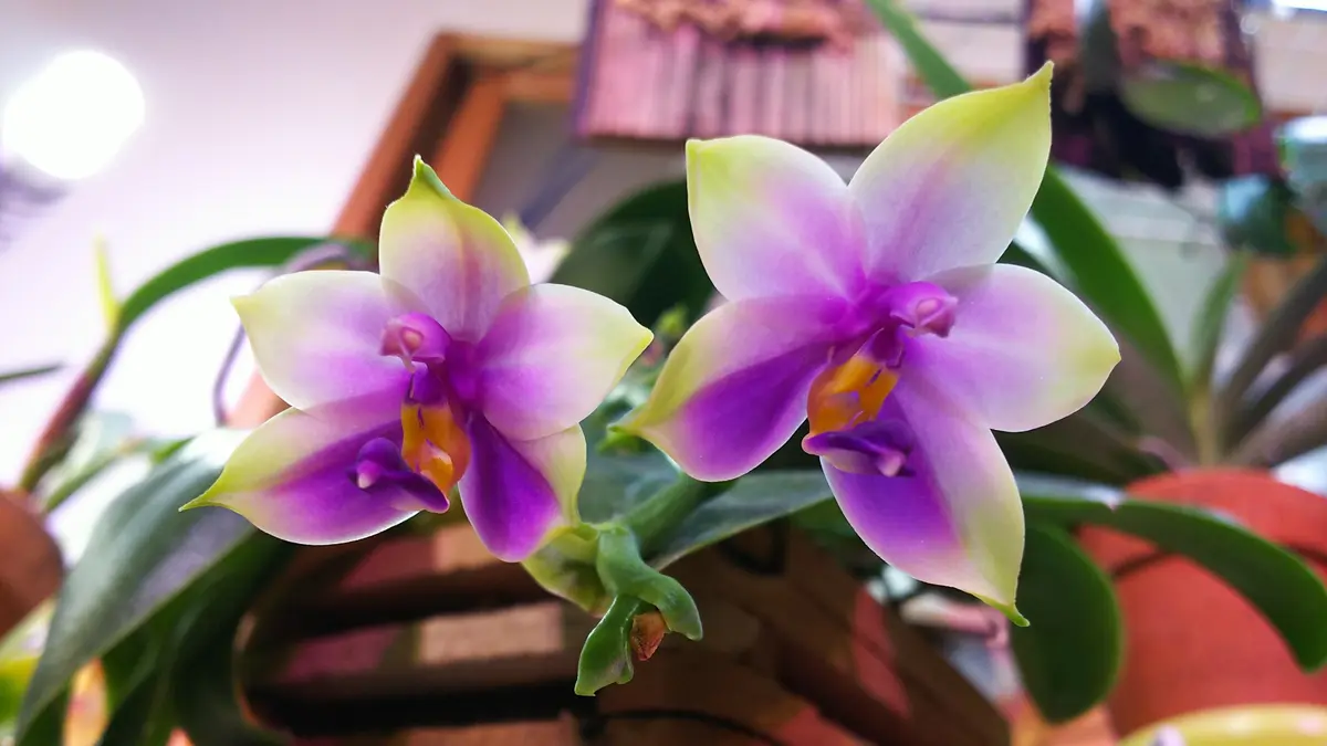 ファレノプシスベリーナPhal.bellina「胡蝶蘭」のアルバム-みんなの