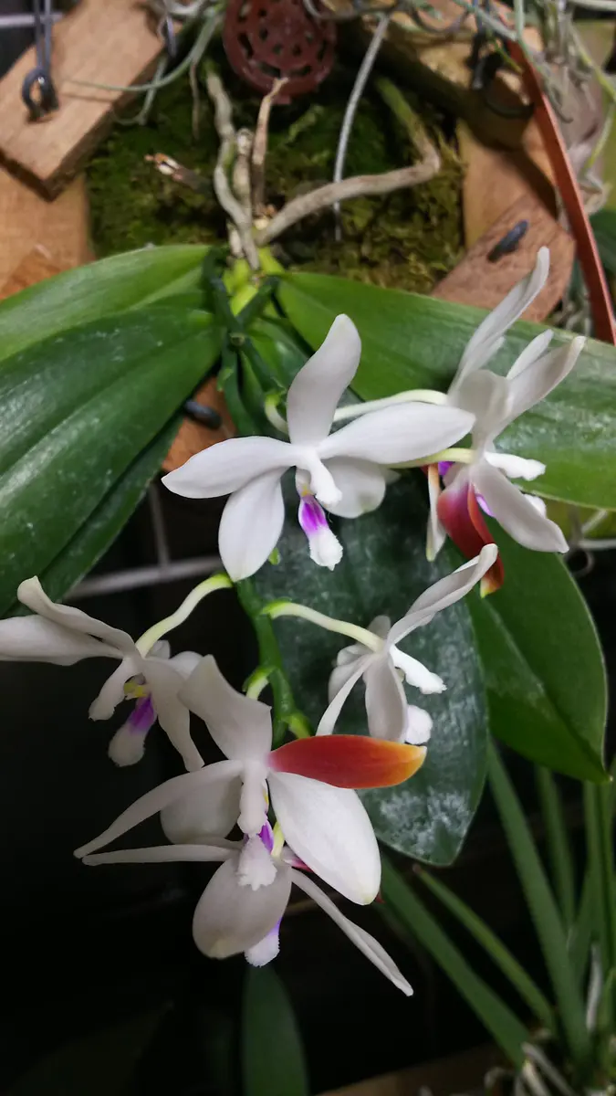 Phal.tetraspis＇C1＇原種胡蝶蘭テト「胡蝶蘭」のアルバム-みんなの