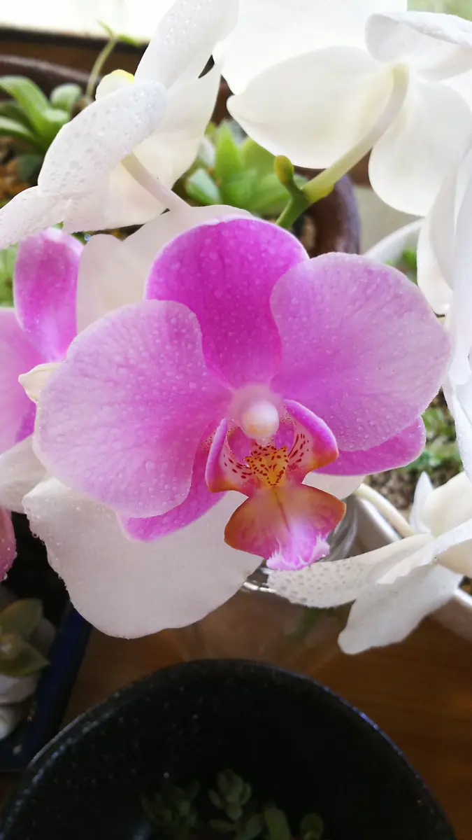 phal 胡蝶蘭 サクラ5L 5F phal 胡蝶蘭 サクラ5L 5F