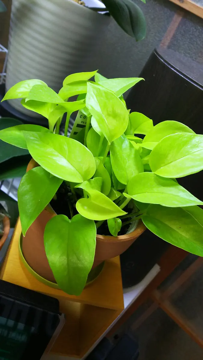 ポトスライムコンパクト「観葉植物」のアルバム-みんなの趣味の園芸446489