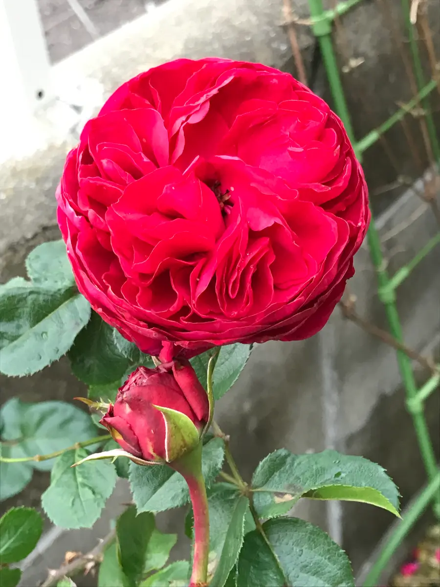 レッドレオナルドダビンチ花びらの巻「薔薇」のアルバム-みんなの