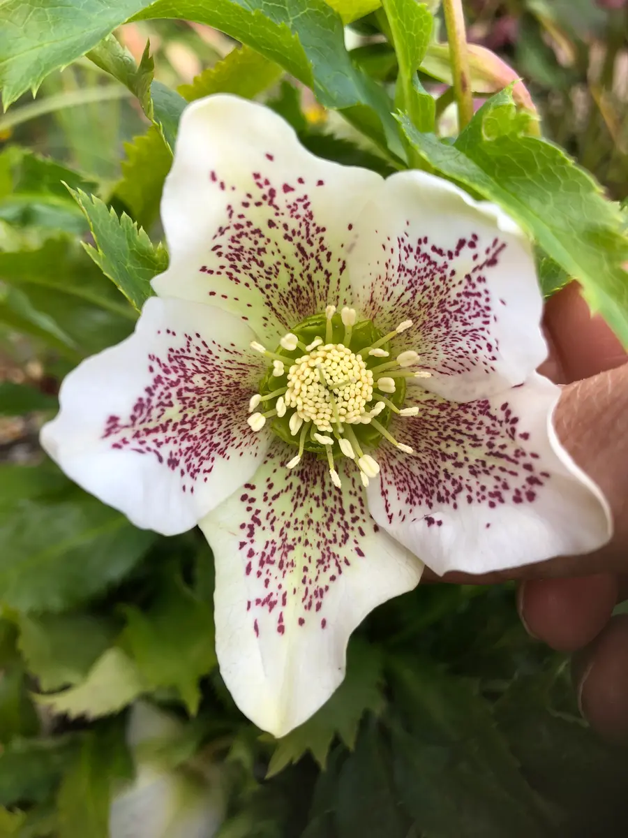 35 クリスマスローズ種　３粒 　 終了致しました。 35 クリスマスローズ種 3粒 終了致しました。 - メルカリ