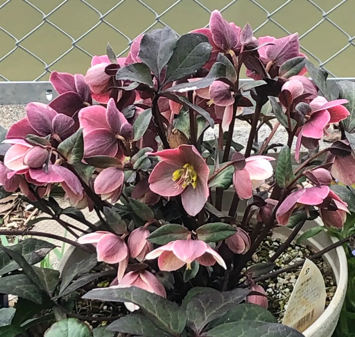 クリスマスローズ 交配種マーリン「クリスマスローズ」のアルバム