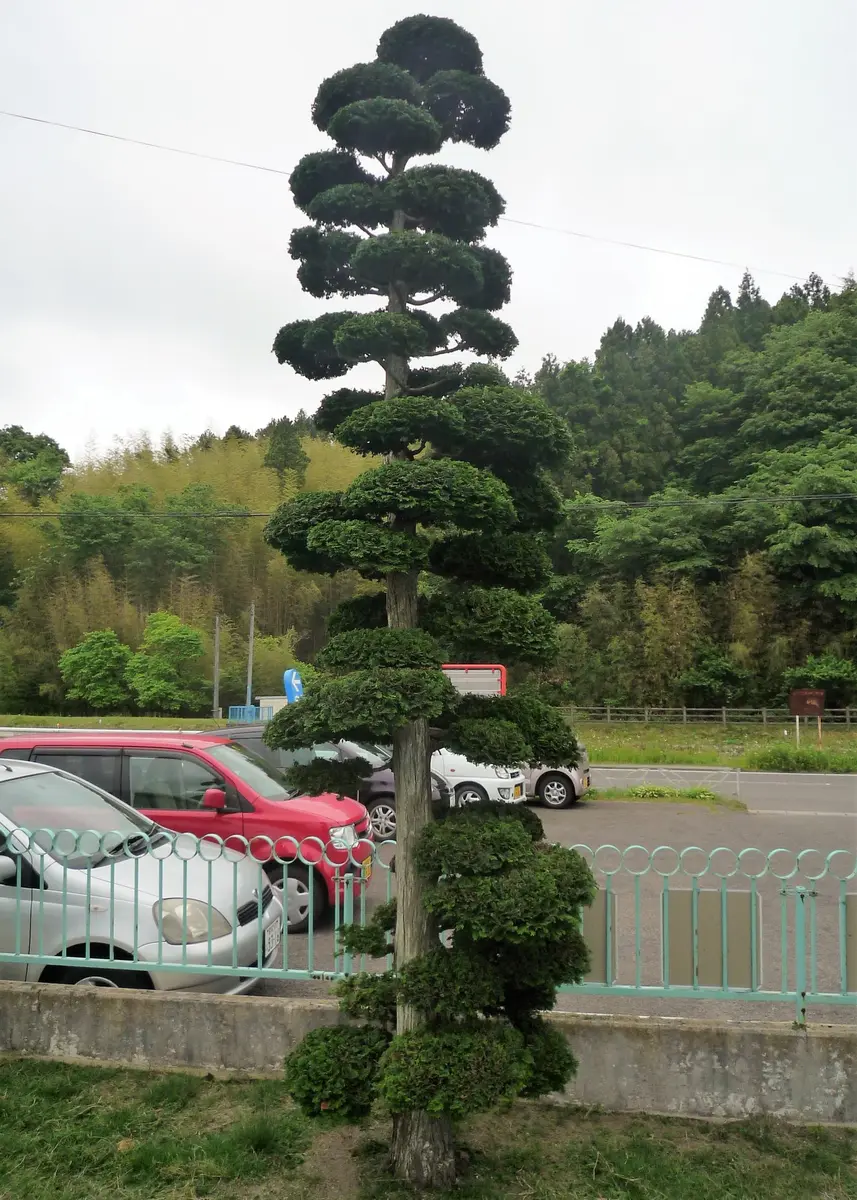 ヒバ の 剪定