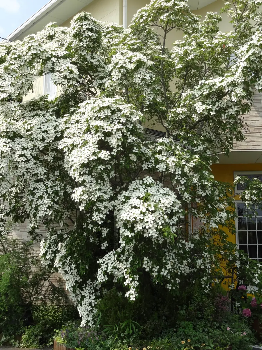 大木が花でいっぱいになる山ボウシ。花「気持ちを晴れやかにして