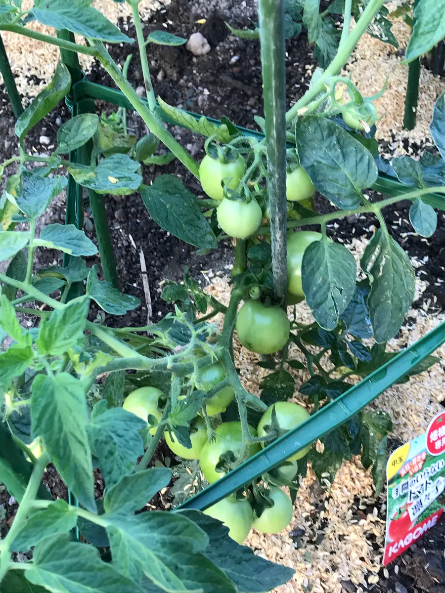 中玉トマト 凛々子支柱、脇芽欠き不用「野菜」のアルバム-みんなの