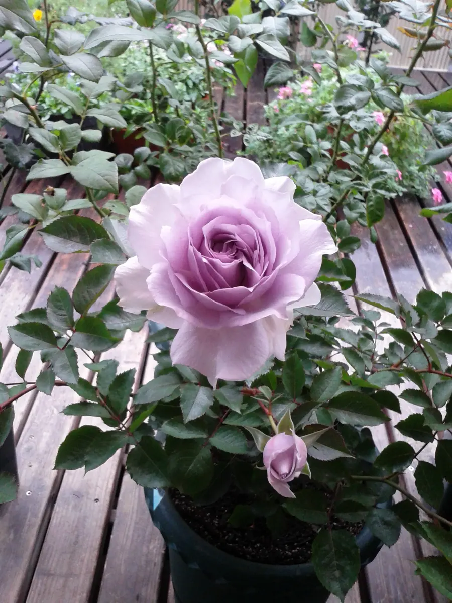 薄紫色の清楚な感じの薔薇はブルーミス「2016年薔薇の庭」の