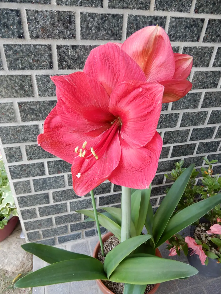 赤い大きいサイズのアマリリスが咲きま「花の写真大好き」の