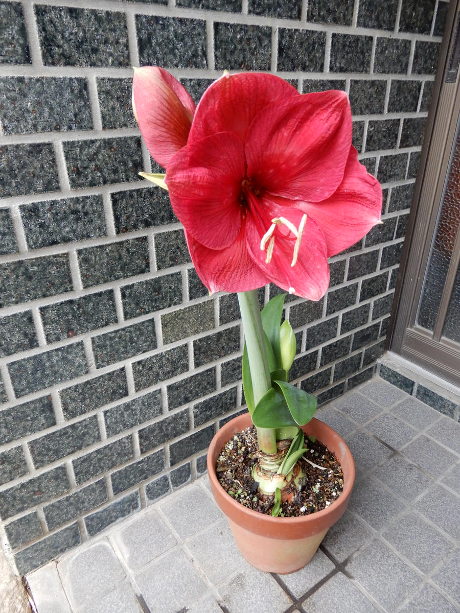 やっと赤色のアマリリスが1輪咲きました花の写真大好き｜アルバム