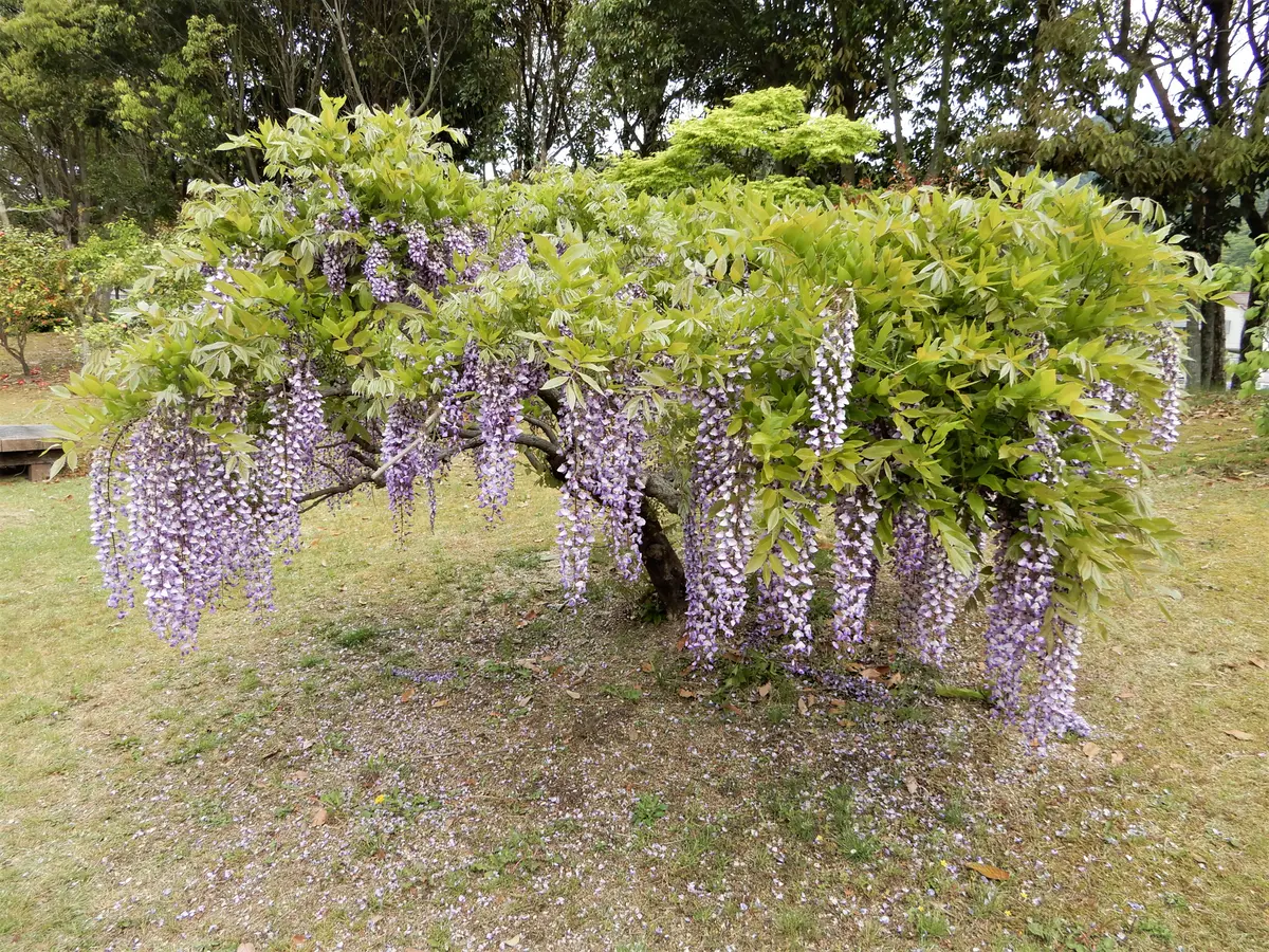 藤棚とか鉢植えで無く、藤の木の1本だけ「花の写真大好き」の