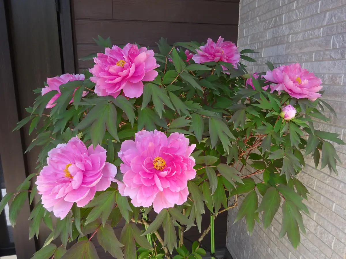 牡丹八千代椿 苗木 鉢ごと発送 牡丹八千代椿 苗木 鉢ごと発送 種から