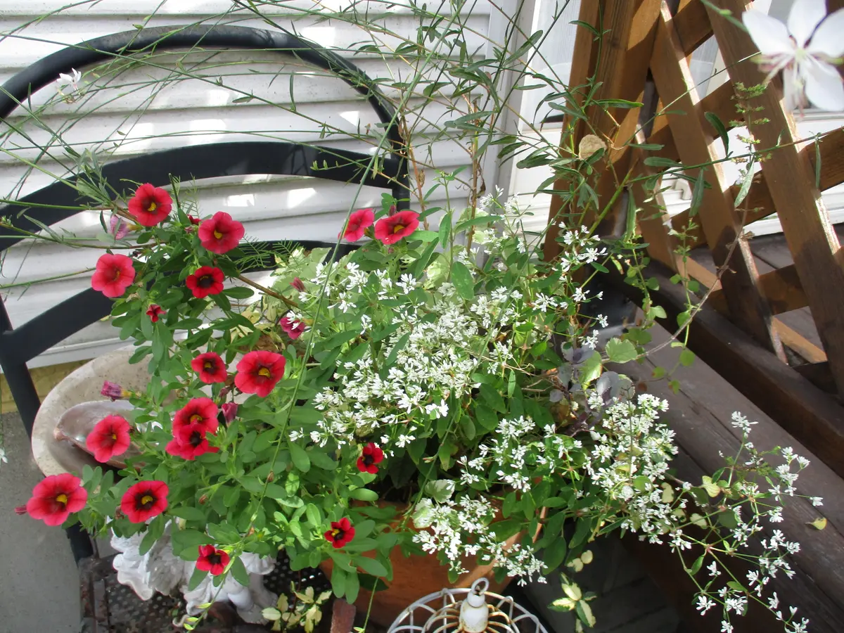 カリブラコア・スーパーベル・レッドパ「寄せ植え」のアルバム