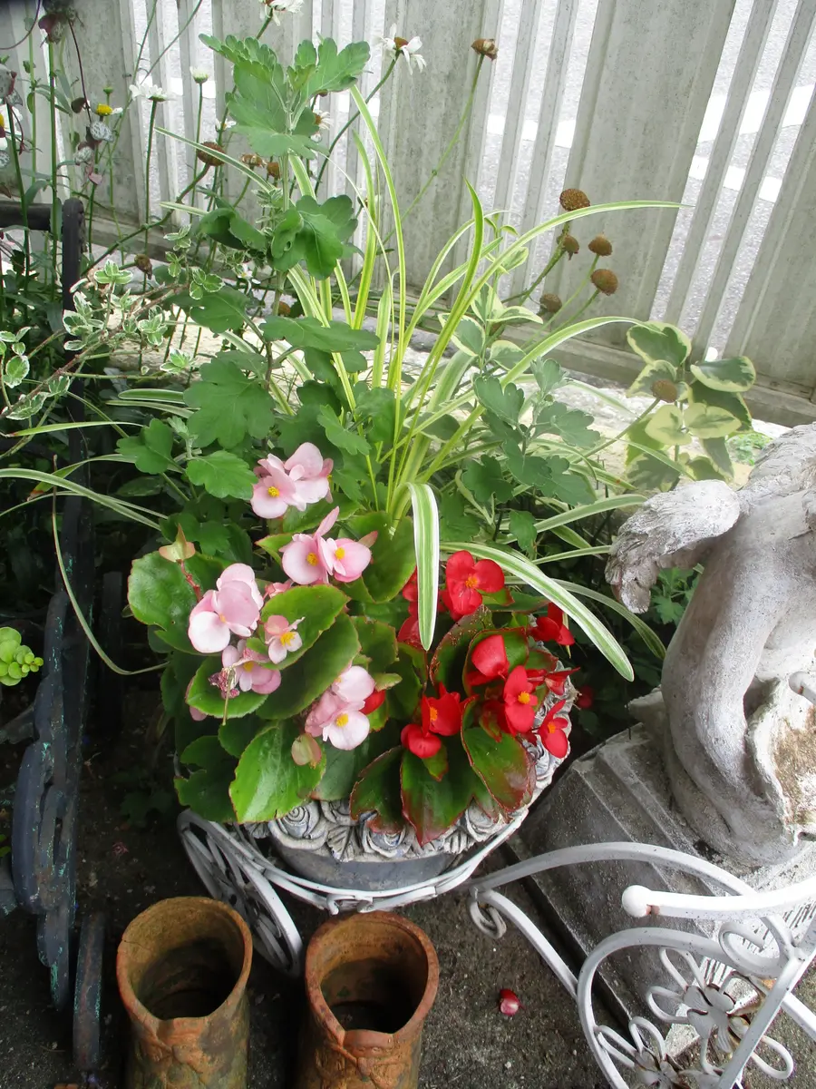 ベゴニア2種、ヤブランなどのシンプル「寄せ植え」のアルバム