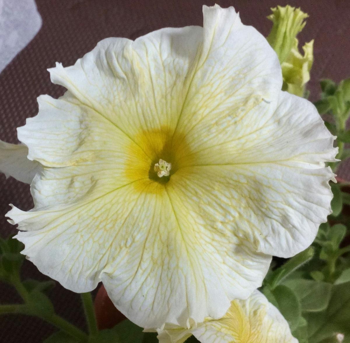 次々と開花中のレモンイエローの「ペチ...「我が家の庭の花々たち 