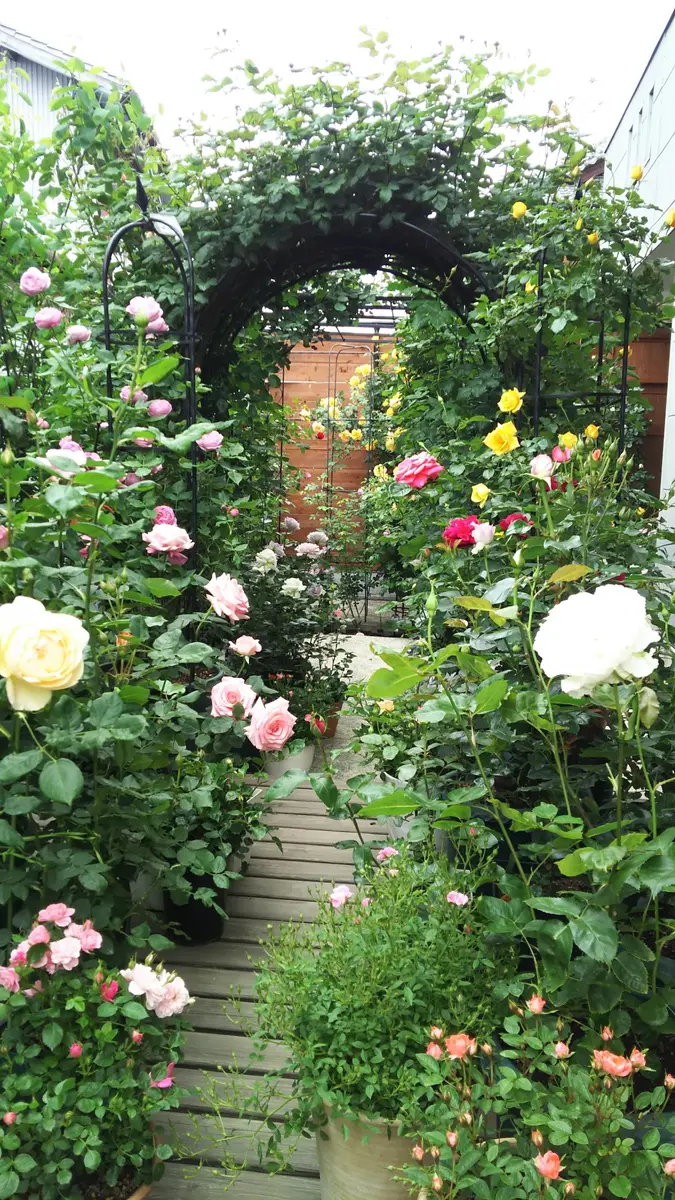 庭に咲いている鉢植えの薔薇を並べて撮2017年我が家の薔薇の庭