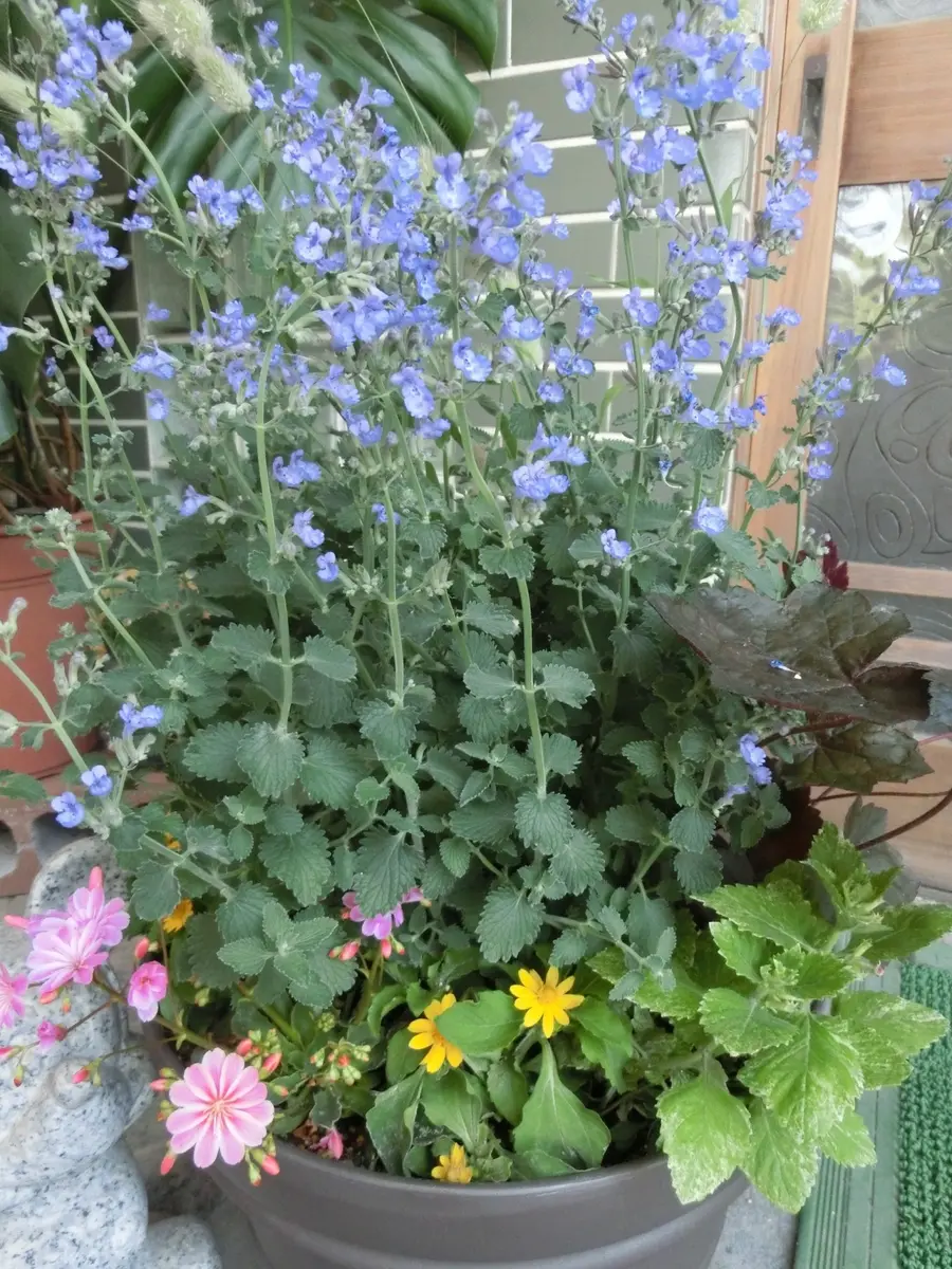 ネぺタ、レウイシア、斑入りカラミンサ「寄せ植え作品集」の