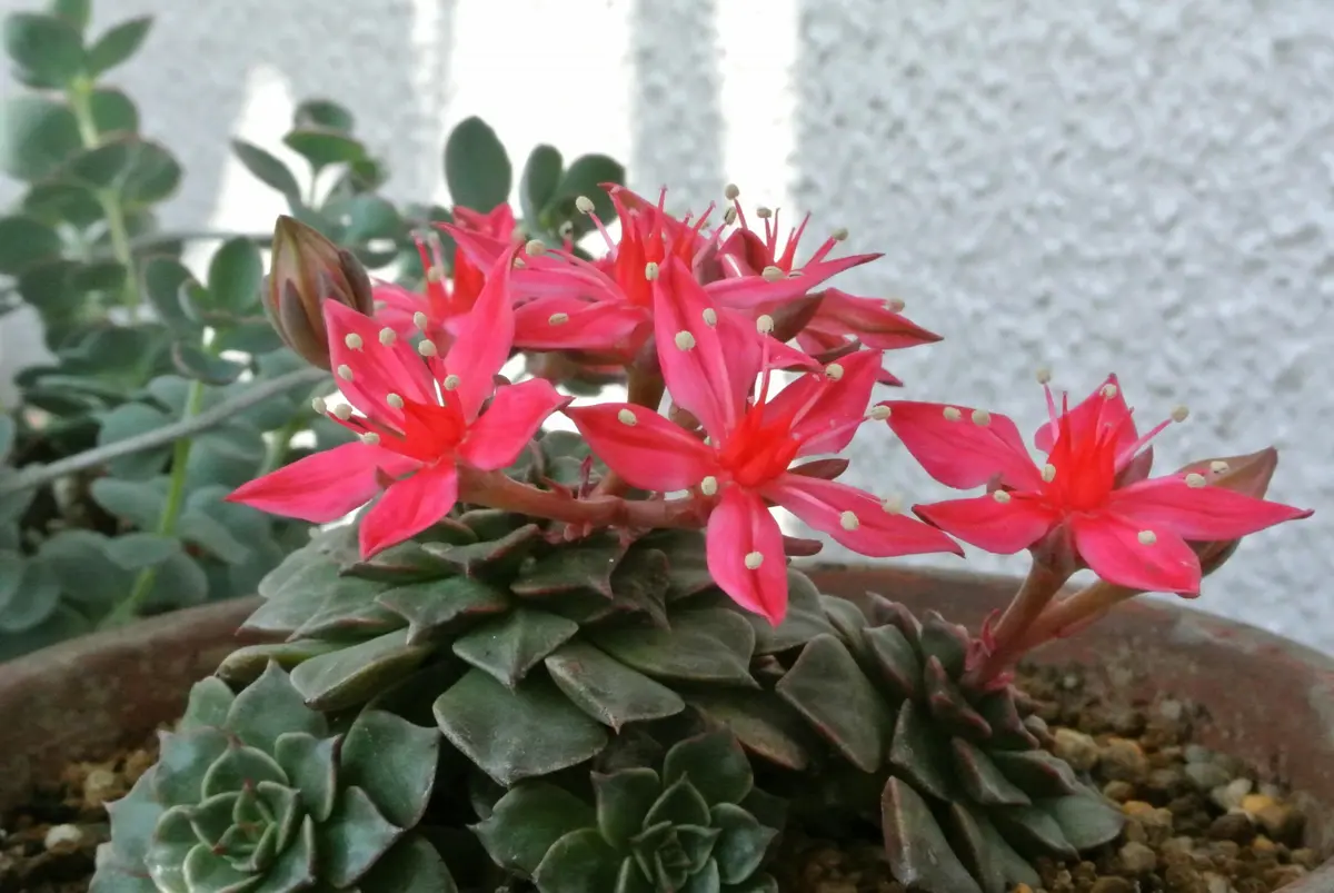 タキタス・スーパースター(2014.06.20)「多肉植物①」のアルバム