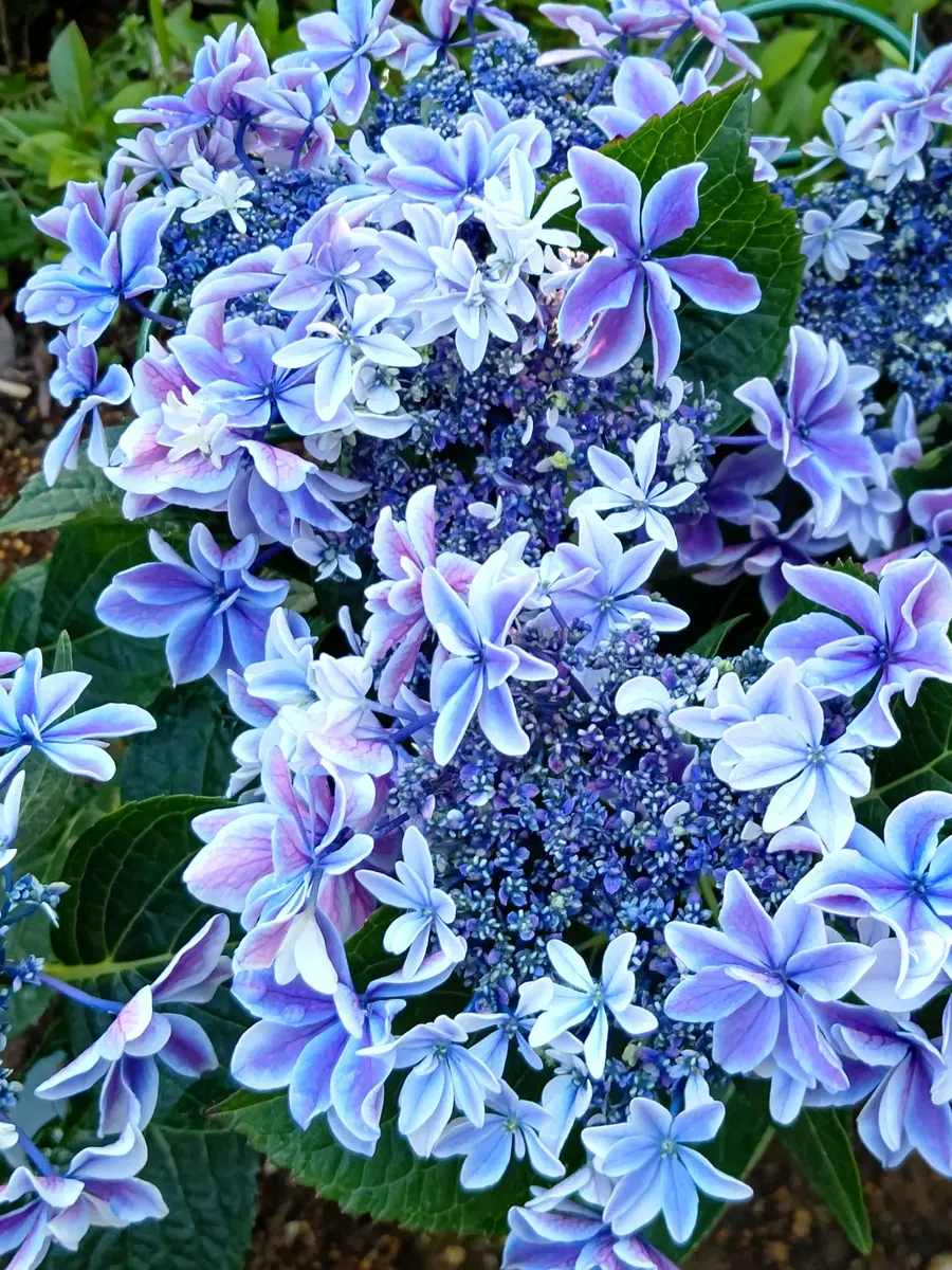 アジサイ月虹（ムーンボウ）青。母の「Nami'sGarden」の