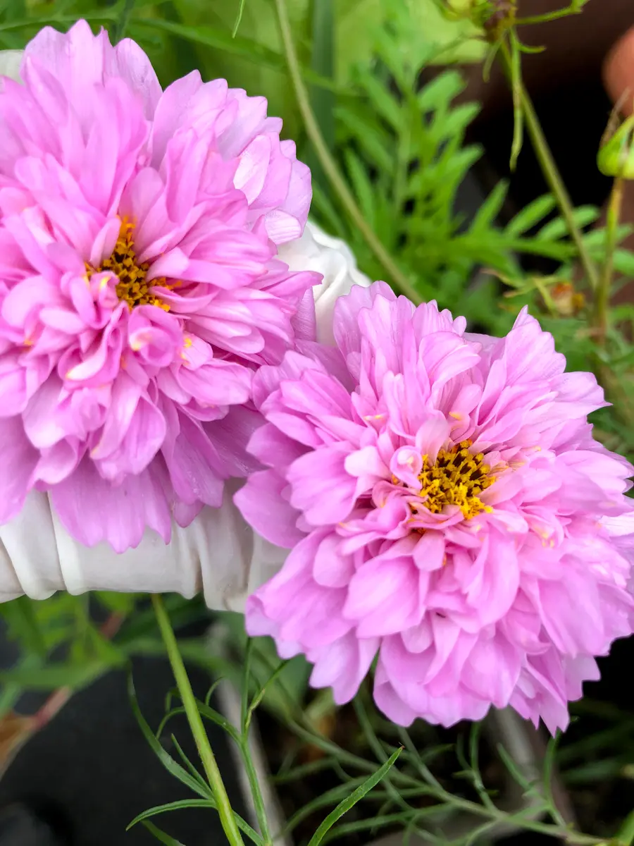 確か、コスモスシーシェルピンクのタ「我が家で咲く花たち」の