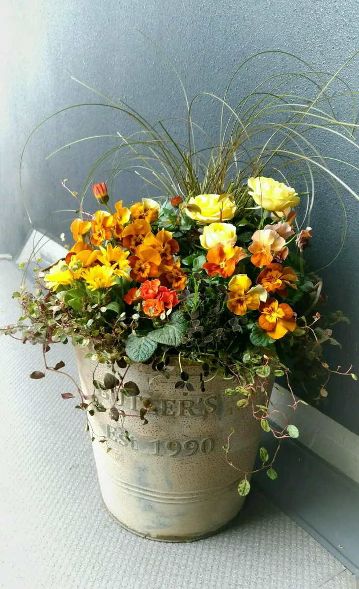 ☆ビオラのオレンジ系ジャンク寄せ植え☆「寄せ植え2017」の